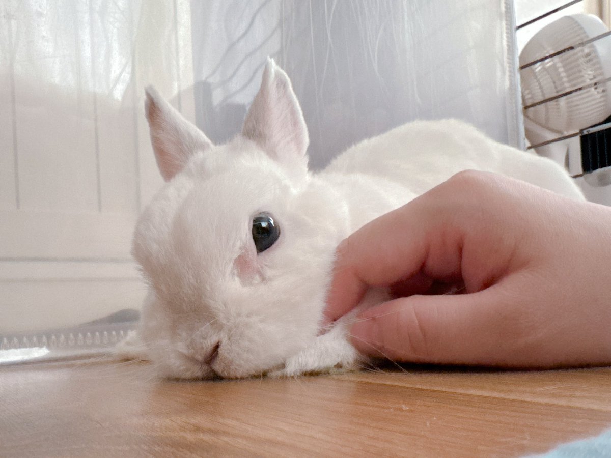 餅ママ🐇 tweet media