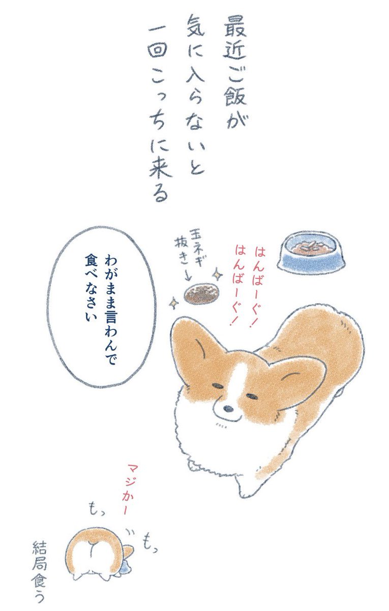 itikogi's tweet image. うちの犬