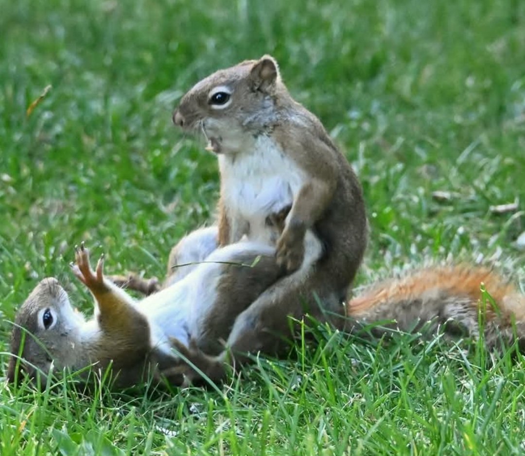 craftyclaude's tweet image. Goodnight to all my dear friends on X as we move into Silly Squirrelly Saturday. I have way too many squirrels to share. π
π
π
Sleep well and sweet dreams. I'll see you all tomorrow. πβ€οΈβ¨οΈπΈπ€β€οΈβ€οΈπΎ#EqualViewingForAll #TheInfamousUnseen #HumaneWorldForAnimals