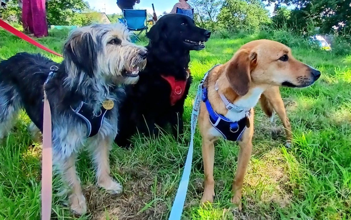 GillyMeeky's tweet image. Can you believe Ivy and her sisters are on holiday again. They are touring the north this time.
Lowther, cartmel races and hay bales in fields. Ivy's adopter says they are all so good: staying in different places, walking over different walks and visits, joining us in cafes.…