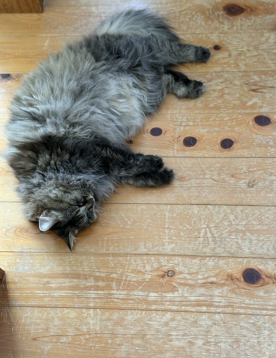 purinlala's tweet image. ララちゃん
#ねこ落ち選手権