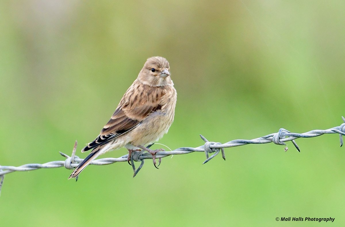 Linnet.

#BirdTwitter #Nature #Photography #wildlife #birds #TwitterNatureCommunity #birding #NaturePhotography #birdphotography #WildlifePhotography #Nikon
