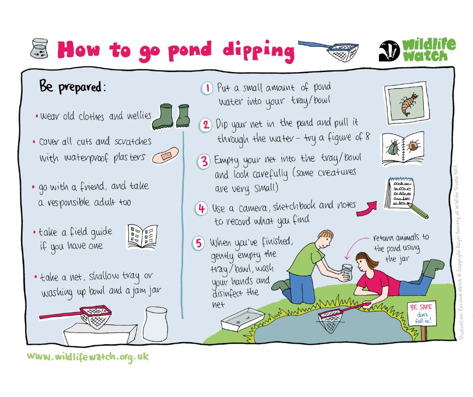WorcsWT's tweet image. Have you ever wondered what sort of wildlife lives in ponds? Why not have a go at pond dipping?
A fun activity for all the family, make sure an adult is there at all times to supervise 🙂
worcswildlifetrust.co.uk/wild-about-pon…