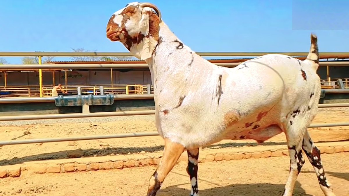 Agronomme_'s tweet photo. HOW TO FATTEN A GOATS?

Goat fattening farming is the process of raising young goats to increase their body weight over a short period, usually for meat production and market sale.

It is a profitable livestock business when managed properly, and it requires good planning, ... https://t.co/ig1klsgp6j