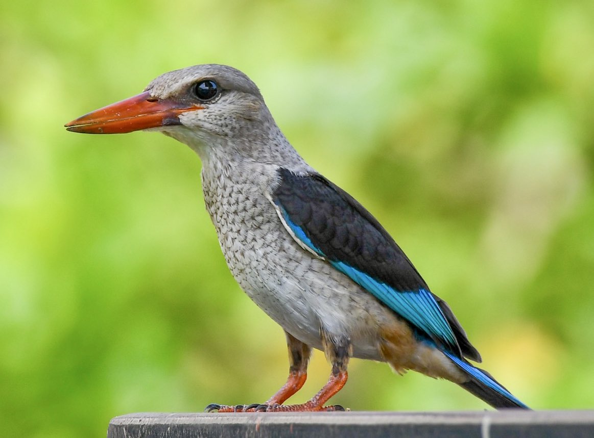 Davidwillashley's tweet image. My favourite bird in Juba so far! This Grey-headed Kingfisher has to be my 🇸🇸 Bird of the Week. #BirdsSeenIn2025 #Birds #SouthSudan