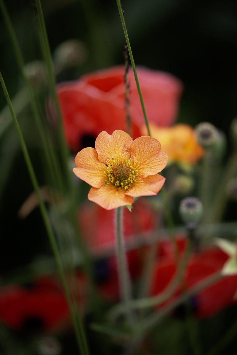 garden_aspire's tweet image. A pop of tangerine on a summer Saturday ☀️
This Geum is still glowing strong in late July - a cheerful companion to the poppies in the border.
A reminder that even the smallest blooms can steal the show. 🌼
#ThePhotoHour #FlowersOnSaturday #SaturdayVibes