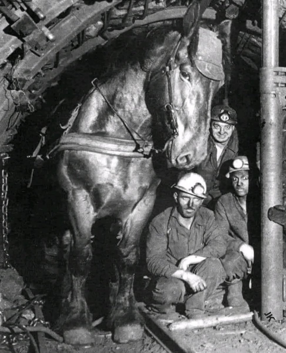 salon_vert's tweet image. In the 19th and early 20th centuries, some mine horses spent their entire lives underground — pulling coal carts in total darkness, housed in subterranean stables. Many went blind, never again seeing the sun after their descent. Crazy 😲