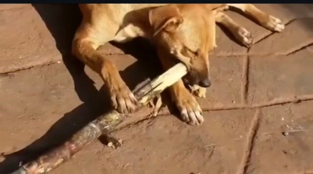 WaboyaE's tweet image. When I lived in Jinja, my neighbor, a sugarcane plantation worker, brought sugarcane home daily for his dog.
After getting fired, he still buys sugarcane for his dog.
The dog insists on getting sugar cane before they go anywhere 🙌🙌🙌
Yesterday it almost bit him