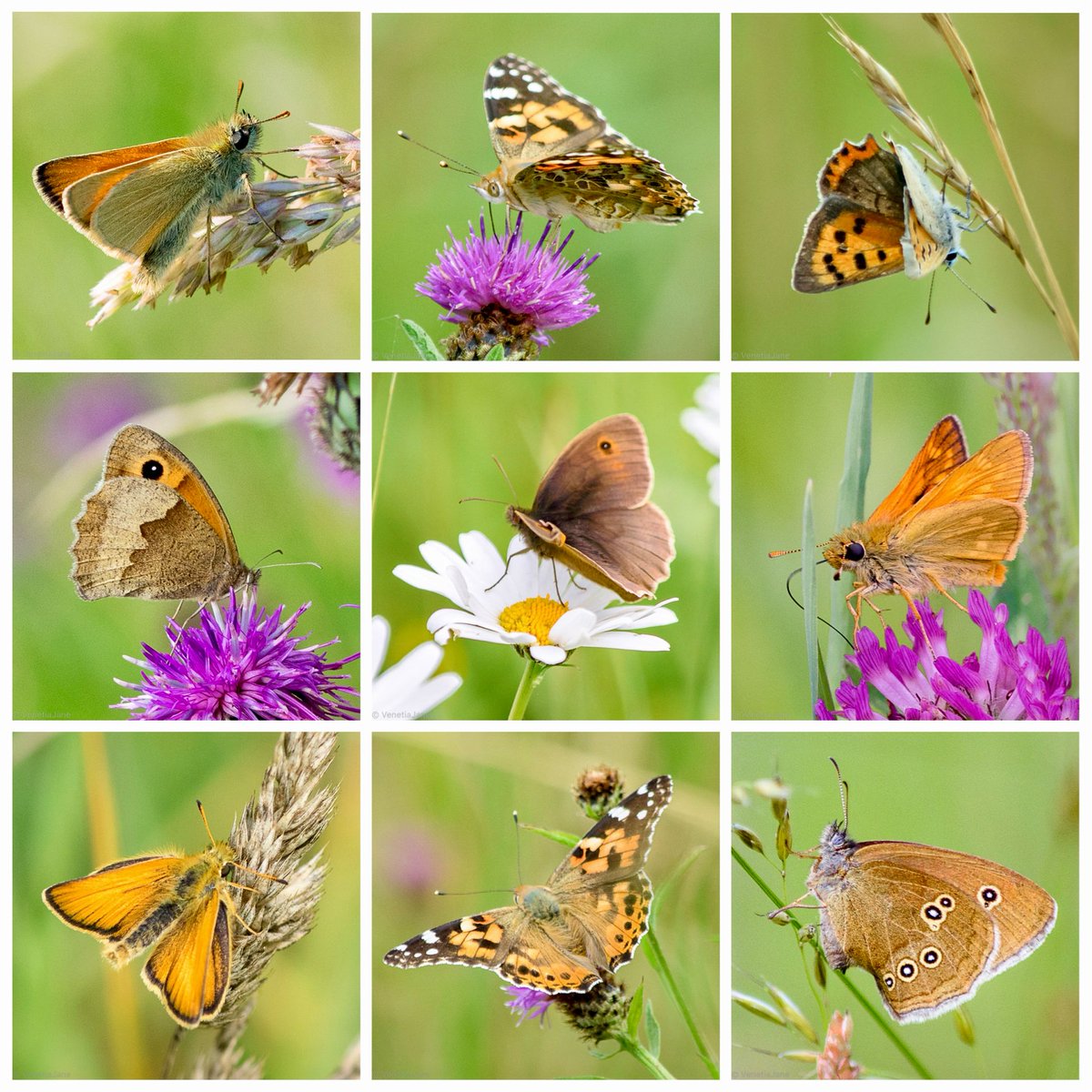 VenetiaJane's tweet image. “Airs of summer that softly blow,
Sing your whispering songs to me,
Over the grass like a shadow go,
Flutter your wings in the rustling tree.”
- from ‘Song’ by Rose Terry Cooke (1827-1892). #nature #poetry