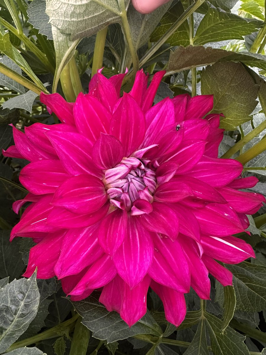 Gooooood morning World. 
It’s Saturday and I’m bursting with energy to be invested at Lottie .
Just like this gorgeous dahlia. 
#flowers
#dahlia 
#gardening