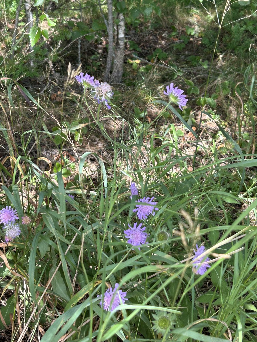 Even the wildest blooms whisper:
“You’re beautiful, simply by being you.” 

Enjoy your weekend 😊🌲