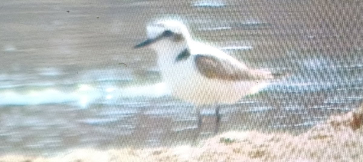 Fuerteventura chat male and female, black winged stilt and Kentish plover