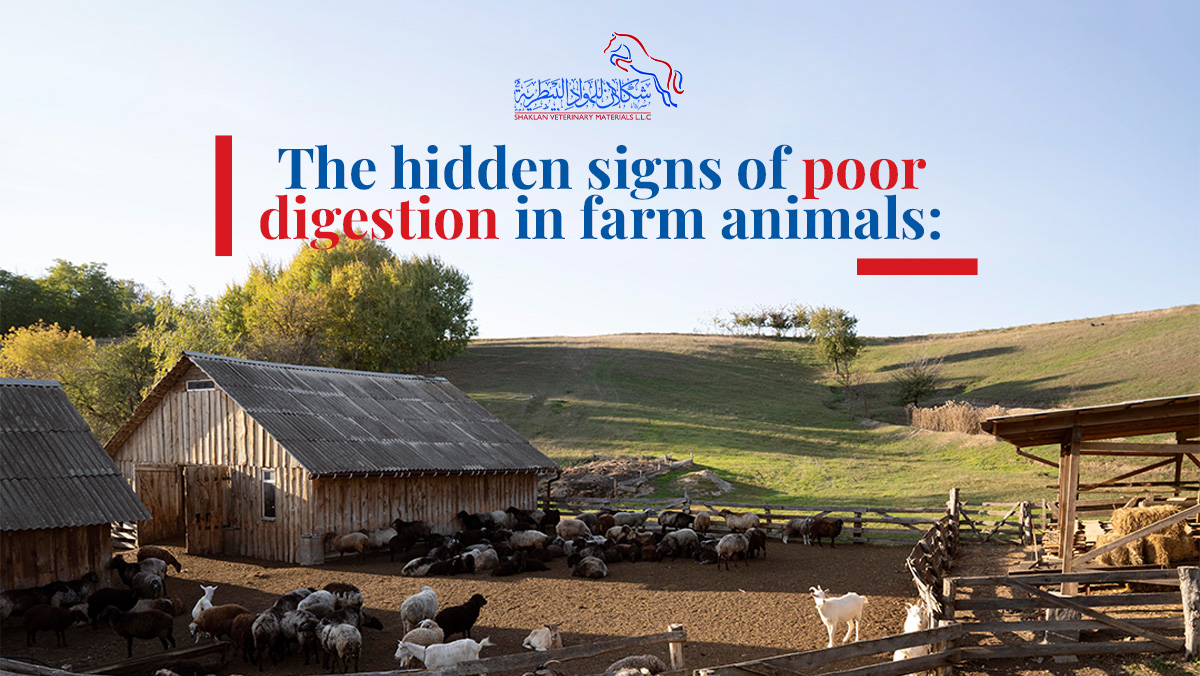 shaklanvet's tweet image. Poor digestion in farm animals can be tricky to spot, but there are signs to watch for. 🐄

Lethargy
Poor coat
Reduced appetite
Weight loss
Manure changes
Gas or bloating

#shaklanvet #digestionmatters #animalhealth #farmanimals #guthealth #veterinarycare