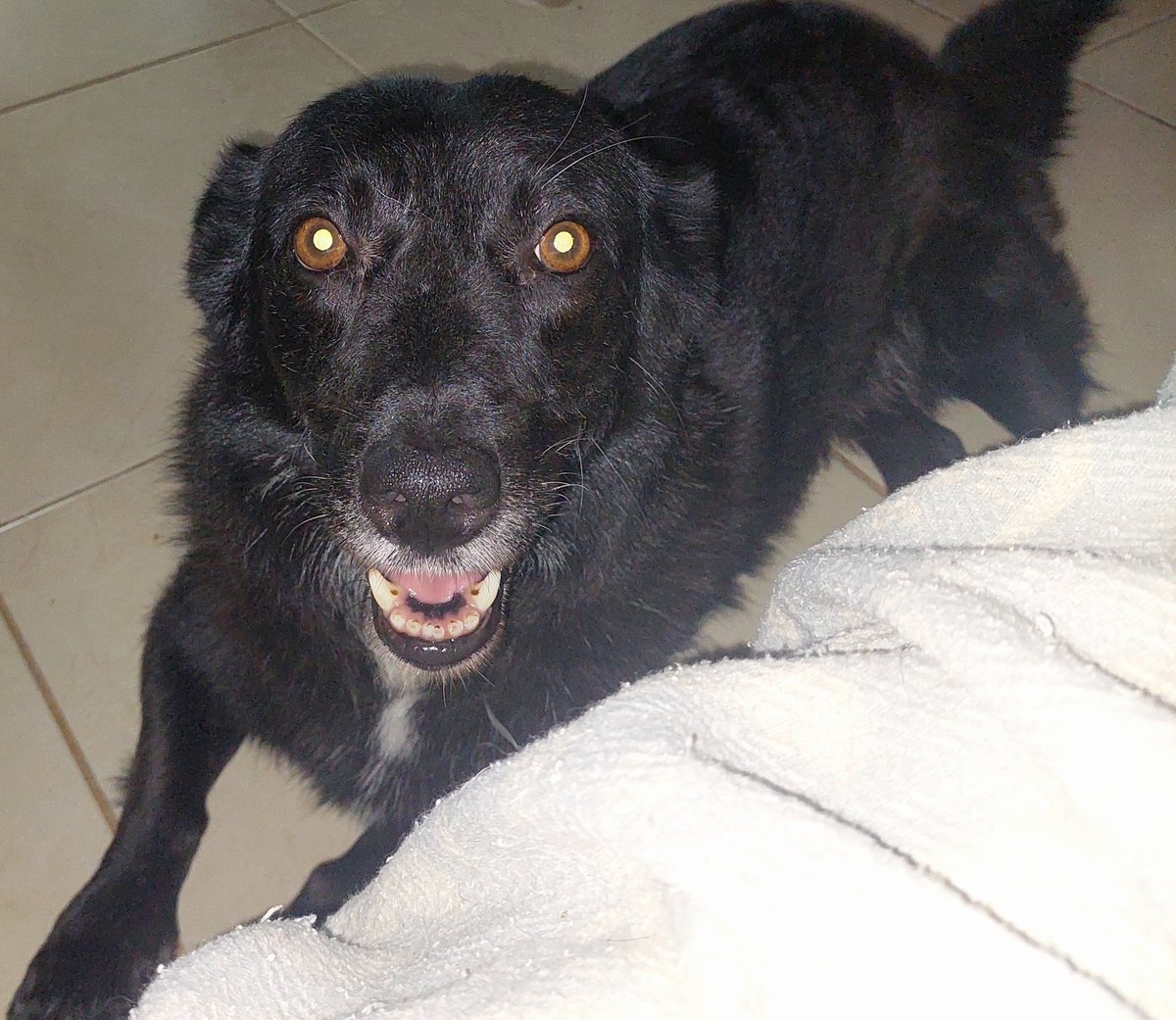 Uyandığınızda size böyle bakan bir çift göz yoksa çok şey kaybediyorsunuz demektir 🥲