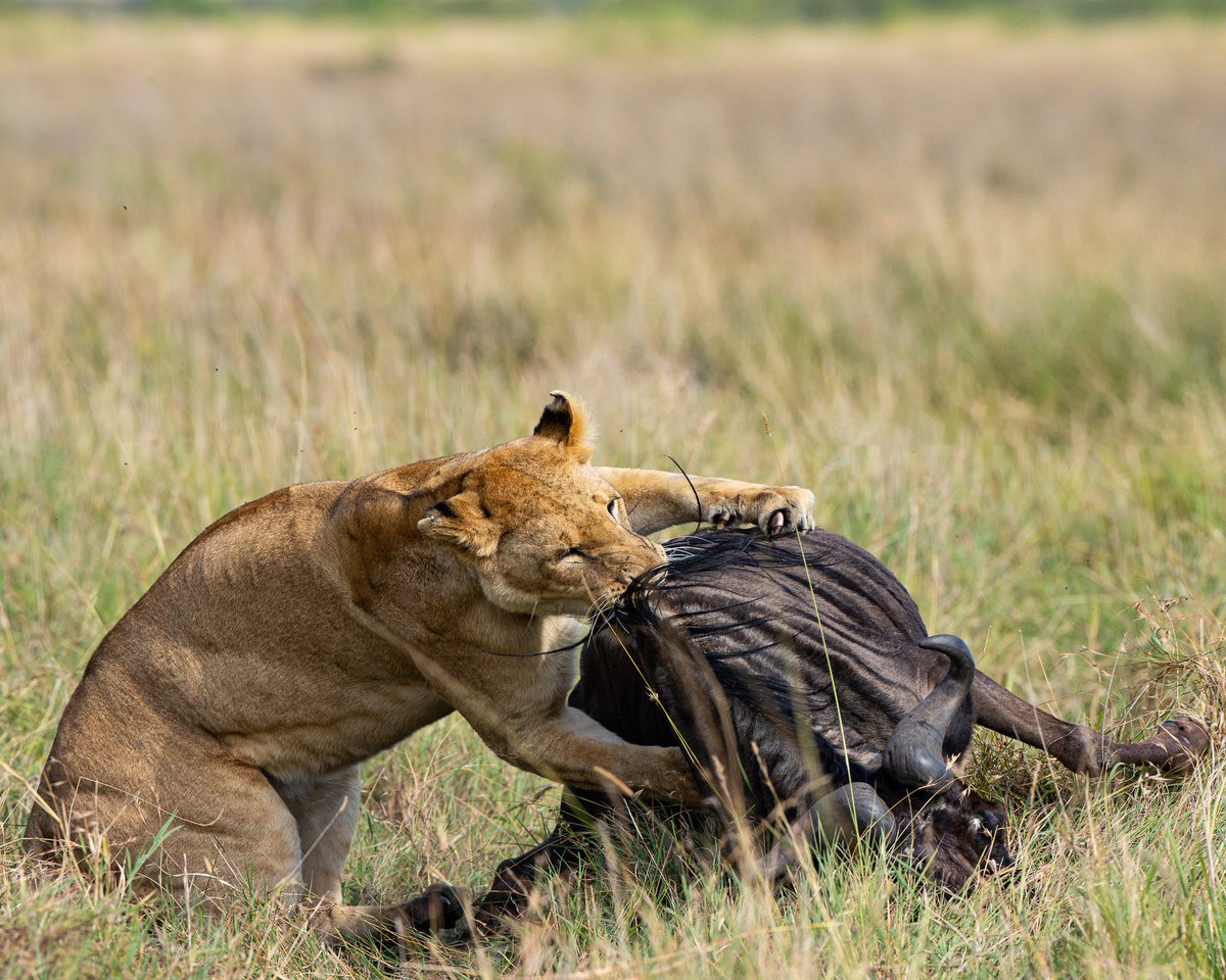 Yesterday unfolded with high-octane drama and adventure. With the plains teeming with wildebeest, predators had a field day, offering our guests a front-row seat to witness a remarkable tally of successful hunts. #SeeTheSigns #IsharaMara