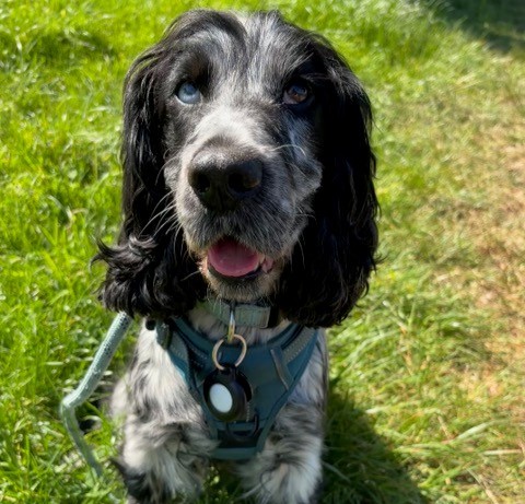 themayhew's tweet image. Since being rehomed in March, Luna's adopters shared that she has "settled in so well and is a star." They describe her as a "warm and happy pup" and feel so "lucky to have her in their lives". We’re over the moon that Luna found the loving home she deserved. 💜 #HappilyRehomed