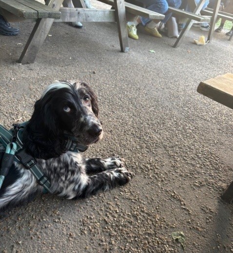 themayhew's tweet image. Since being rehomed in March, Luna's adopters shared that she has "settled in so well and is a star." They describe her as a "warm and happy pup" and feel so "lucky to have her in their lives". We’re over the moon that Luna found the loving home she deserved. 💜 #HappilyRehomed