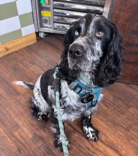 themayhew's tweet image. Since being rehomed in March, Luna's adopters shared that she has "settled in so well and is a star." They describe her as a "warm and happy pup" and feel so "lucky to have her in their lives". We’re over the moon that Luna found the loving home she deserved. 💜 #HappilyRehomed