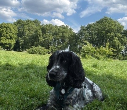 themayhew's tweet image. Since being rehomed in March, Luna's adopters shared that she has "settled in so well and is a star." They describe her as a "warm and happy pup" and feel so "lucky to have her in their lives". We’re over the moon that Luna found the loving home she deserved. 💜 #HappilyRehomed