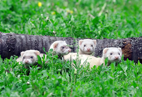 FerretPerHour's tweet image. 
