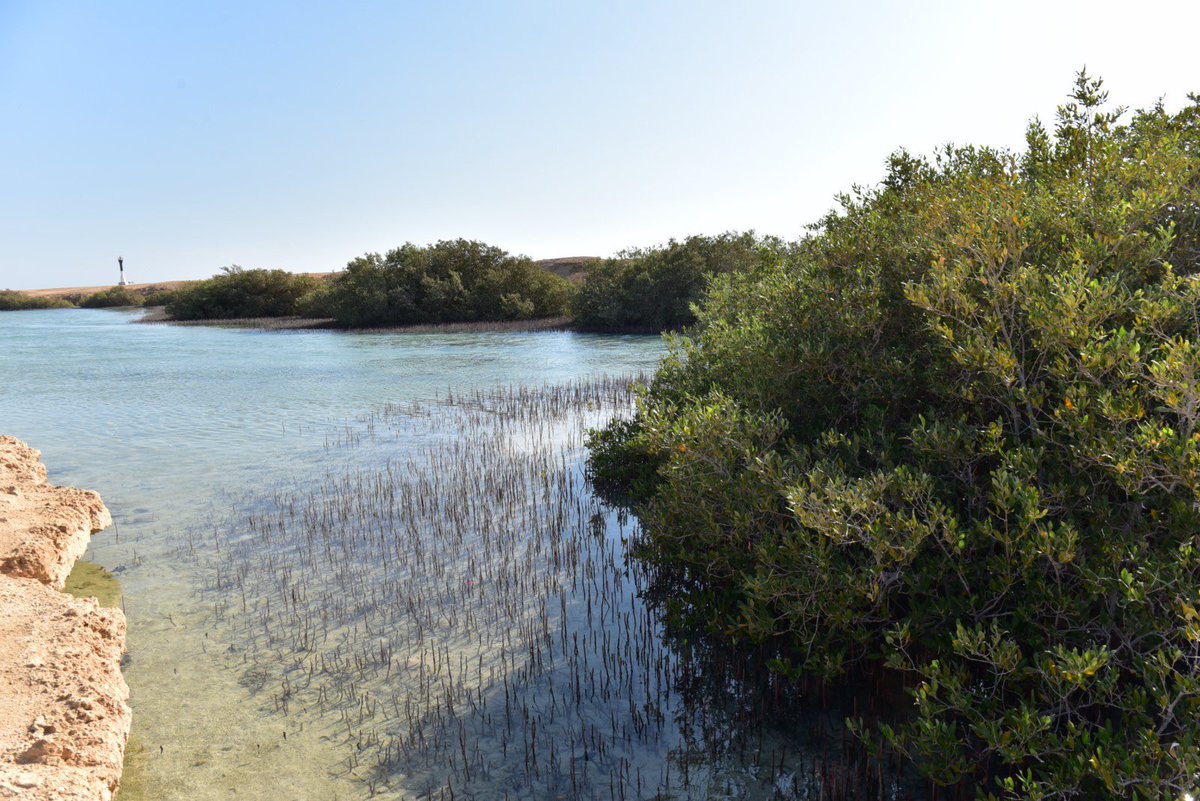 UNDPEgypt's tweet image. 🌿 Mangroves protect coasts, capture carbon & support life.
In Nabq, the Mangrove Center developed with the @EGY_Environment and the @EUinEgypt—is now a hub for scientific research on #mangrove rehabilitation and resilience. 🔬
#MangroveDay