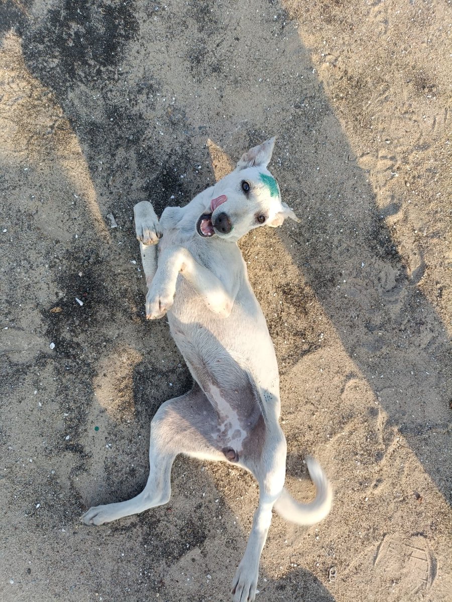 Today is #NationalDogPhotographyDay, a day to celebrate and appreciate dogs 📷 

How lucky are we to have dogs?

They really are a human’s best friend.

Enjoy these cute pictures of dogs we have vaccinated 😍