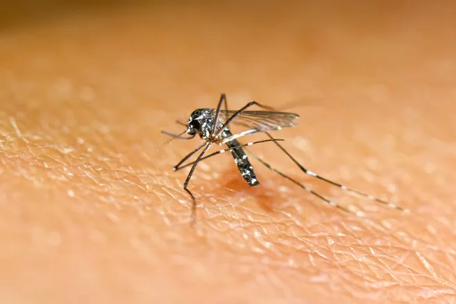 lyonne_fr's tweet image. #Chikungunya, #dengue, #Zika : "On est au début de l’histoire, ça va être les maladies de demain"
>>lyonne.fr/paris-75000/ac…