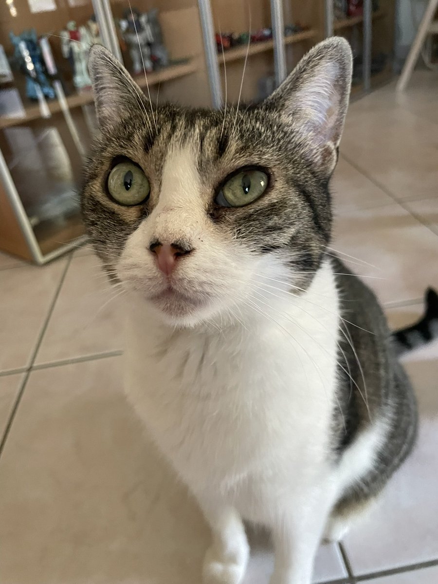 vanrell67's tweet image. La mia gatta Minnie ❤️❤️❤️