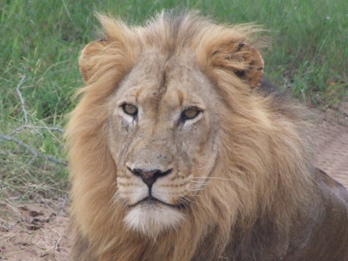 SafariKZNMark's tweet image. Its another Test & another day for #Lions The eyes & a look of a male on a mission. Slightly battle scarred ears & a mane...not a mullet. Only in Africa but with a namesake in #australia 🦁 #lionsrugby #rugby #safari #SouthAfrica