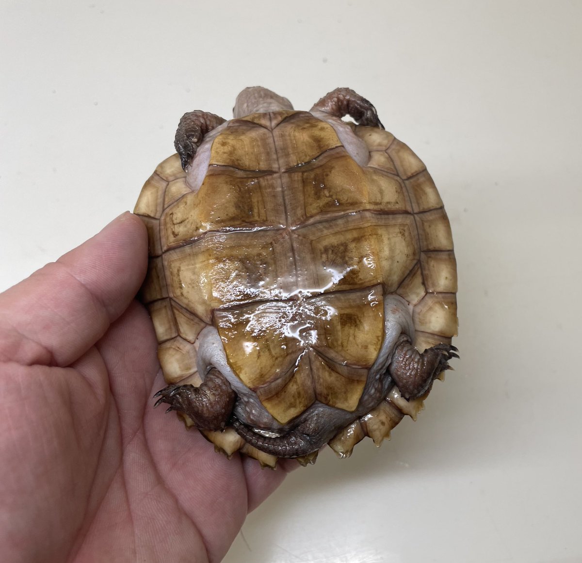 本日21時まで営業しております。
シロアゴヤマガメが入荷しました！
状態抜群の飼い込み個体の最後の一匹になります。
今後いつ入荷するかわからない激レアヤマガメなので好きな方は絶対手に入れておいた方が良い一匹です。
お問い合わせはメール、DMにて！
particularmutant.com