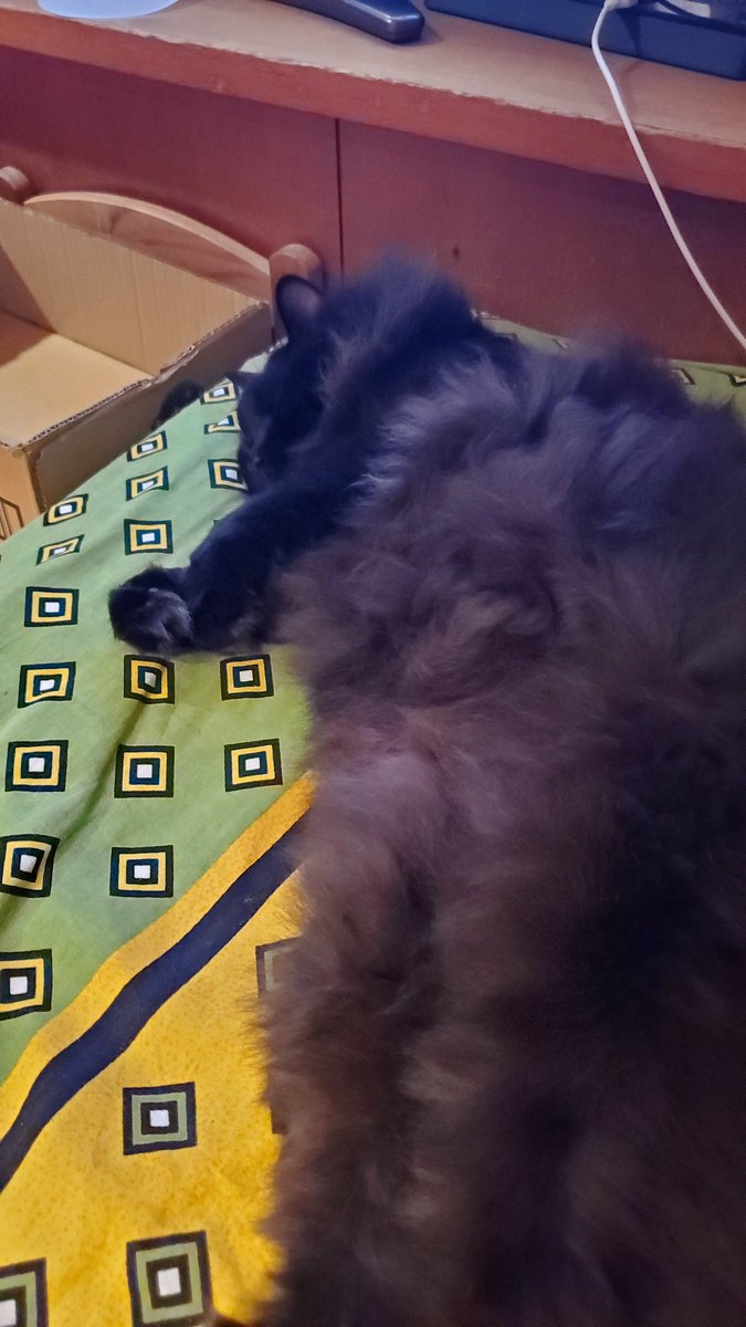 point6G's tweet image. 暑いので猫達と部屋で落書きしてる。
2ヵ月ほど前に釣りに行った千葉の砂浜でついてきて離れなかったキジトラの子猫が家族に加わりました。
名前は『布良(めら)』
先住猫のクロちゃんと、何となく仲良く暮らしています。