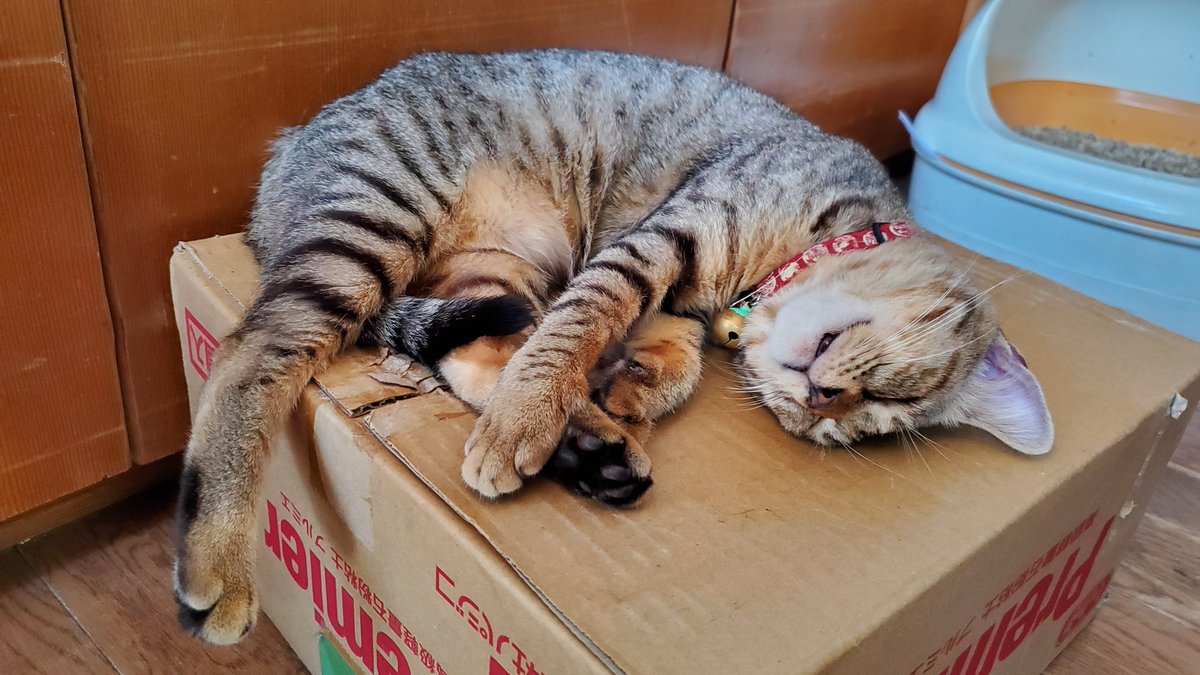 point6G's tweet image. 暑いので猫達と部屋で落書きしてる。
2ヵ月ほど前に釣りに行った千葉の砂浜でついてきて離れなかったキジトラの子猫が家族に加わりました。
名前は『布良(めら)』
先住猫のクロちゃんと、何となく仲良く暮らしています。
