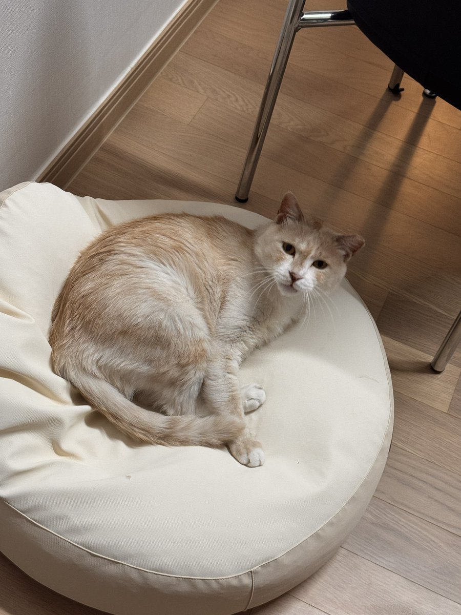 find_firsthome's tweet image. 스핑이는 시종일관 &apos;뭘봐&apos; 라는 표정입니다
누구보다 말랑하고 따뜻한 새가슴 주제에...