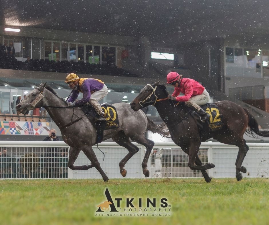 terry_hann's tweet image. Aaron Bain & Ned Taylor won the Grand Syndicates / Aaron Bain Racing Handicap at Morphettville with Matthew Chadwick riding Solar Mist.
Photos ~ AtkinsPhotography.com.au
Pre-race photos ~ AtkinsRacing.com.au
@RacingSA @SAJockeyClub @GrandSyndicates @aaronbainracing