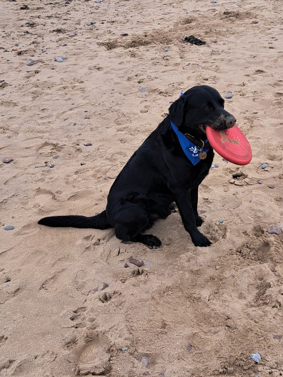 Leo the Lab & Angel Prince Furbaby🌈 tweet media