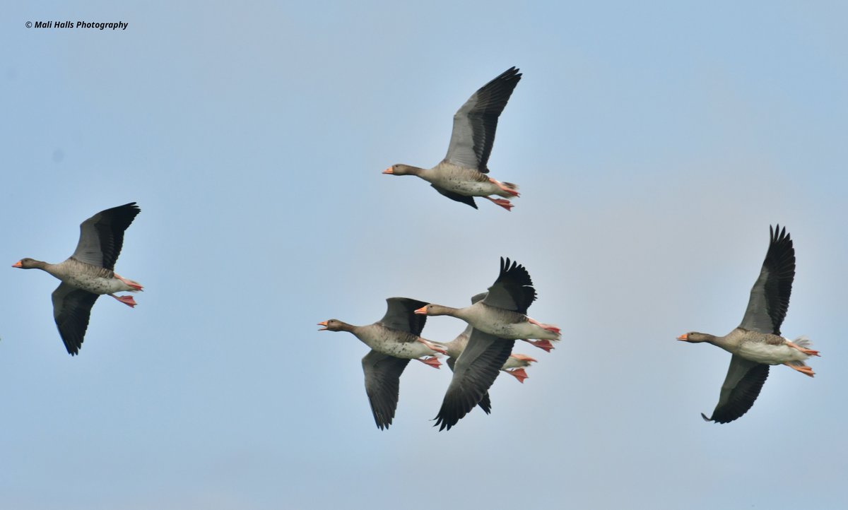 Greylag Geese.

Part of a large group over the marshes yesterday.

#BirdTwitter #Nature #Photography #wildlife #birds #TwitterNatureCommunity #birding #NaturePhotography #birdphotography #WildlifePhotography #Nikon