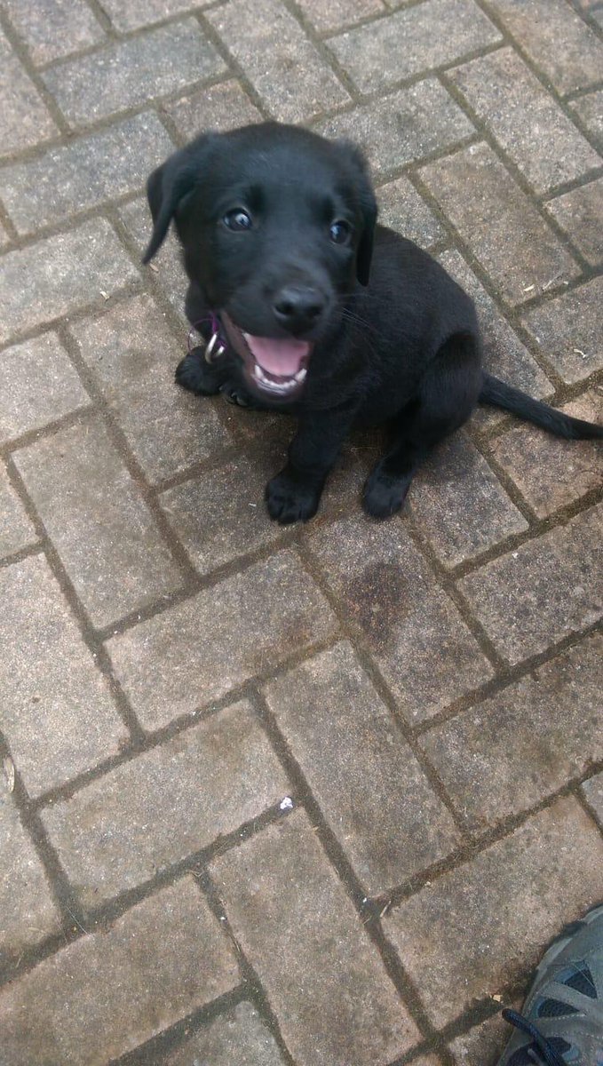 Leo the Lab & Angel Prince Furbaby🌈 tweet media