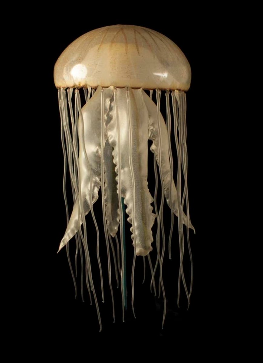 Au 19ème siècle, on aime collectionner et classer les espèces.
Problème : les invertébrés marins, ça s'empaille pas et dans le formol c'est moche.
Deux verriers, les frères Léopold et Rudolf Blaschka ont une idée... le verre !
Ils vont en réaliser des centaines...
