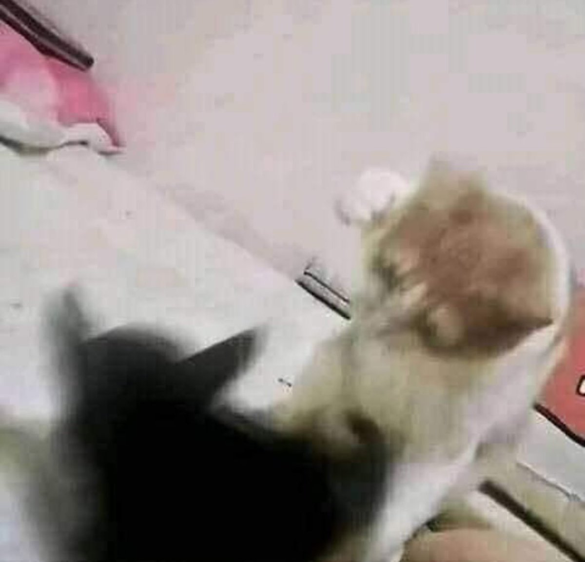 avgcryptoguy's tweet image. me when i find who banned misty

gm