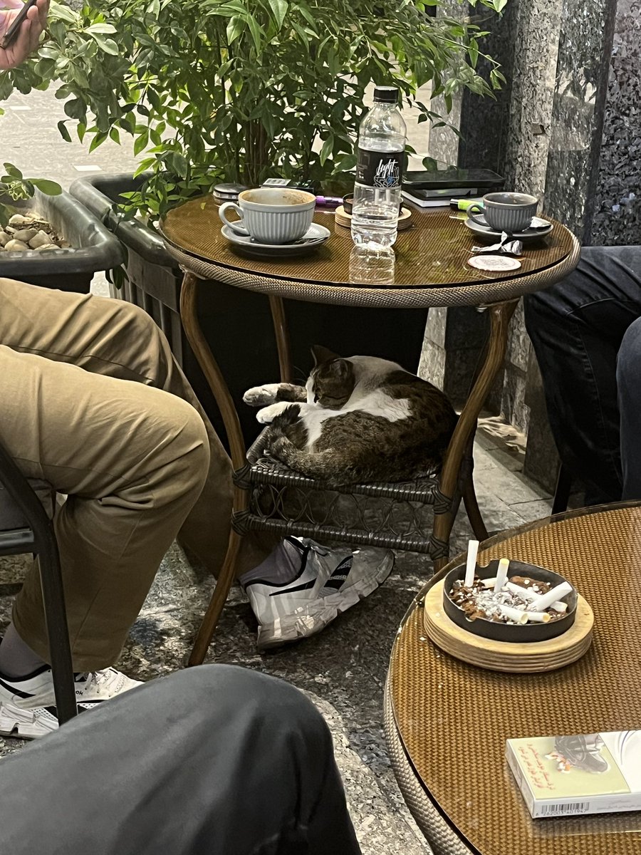 Mothrofkittenss's tweet image. تیر با تاخیر