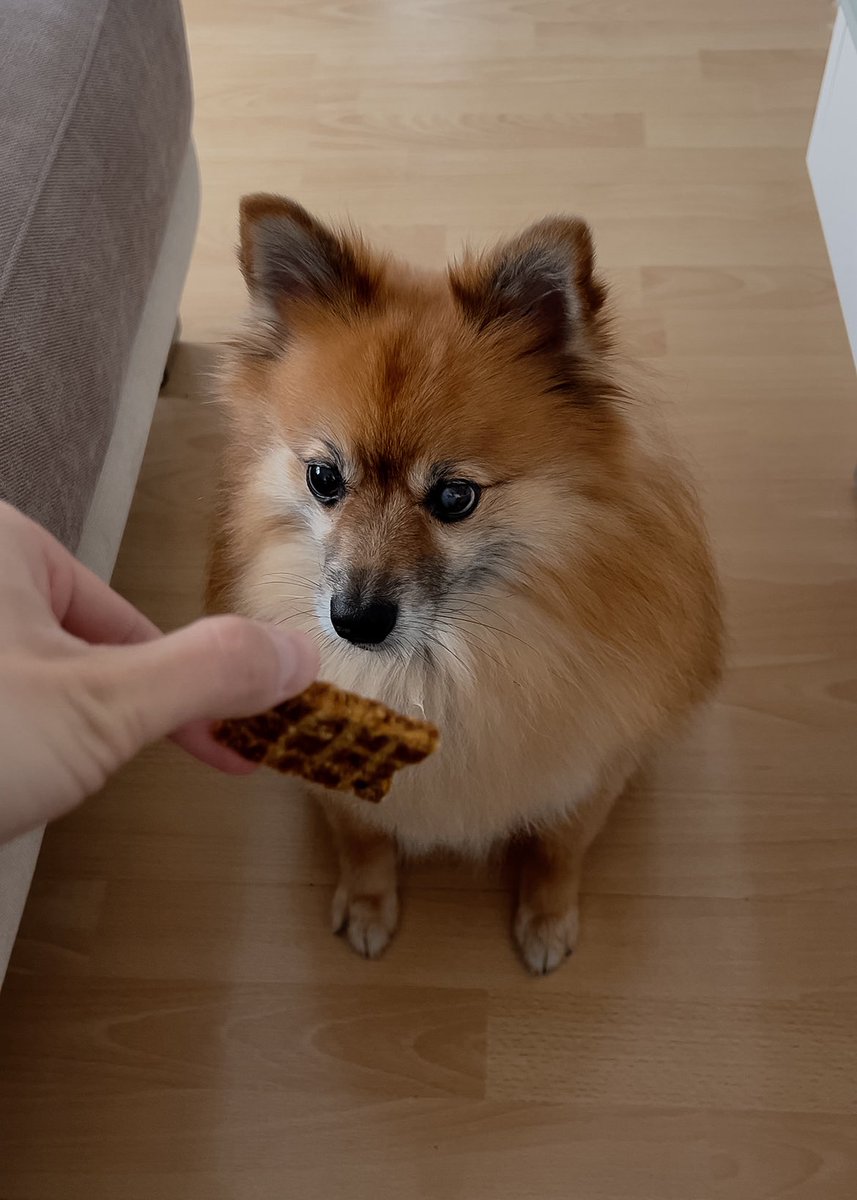 albdreamer's tweet image. Find yourself someone who looks at you the way Jimmy looks at treats