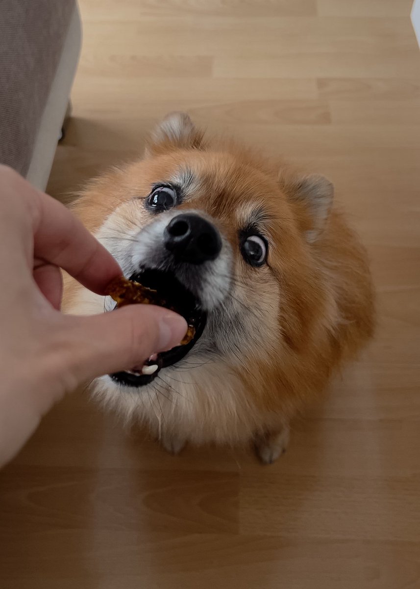 albdreamer's tweet image. Find yourself someone who looks at you the way Jimmy looks at treats