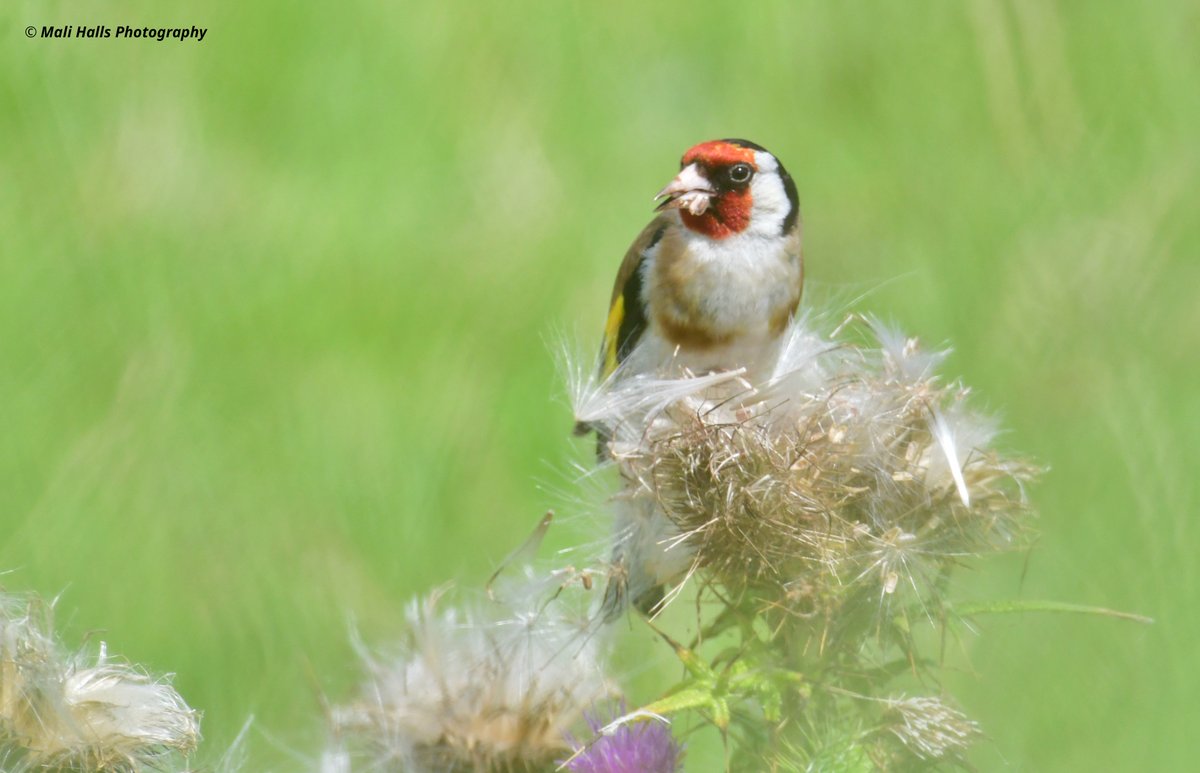 Goldfinch.

Feasting on thistle seeds.

#BirdTwitter #Nature #Photography #wildlife #birds #TwitterNatureCommunity #birding #NaturePhotography #birdphotography #WildlifePhotography #Nikon