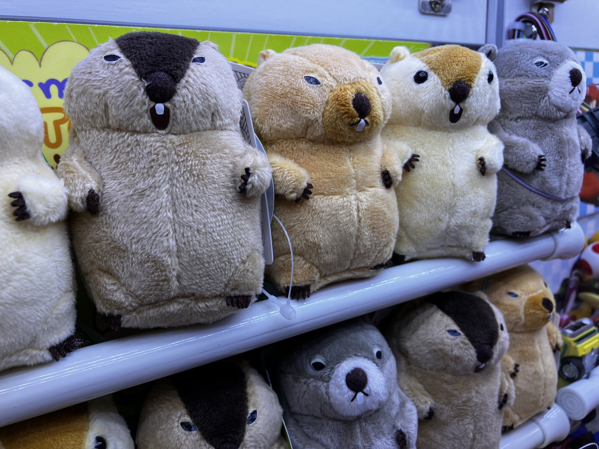 マーモットのもっとっと - Search / X