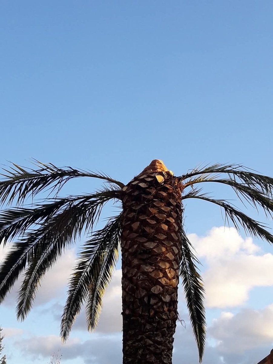 pkas1111's tweet image. 🌴🌴Si ve en las palmeras este tipo de poda, no se alarme, están haciendo "cirujías" contra el picudo rojo, para intentar que la palmera sobreviva