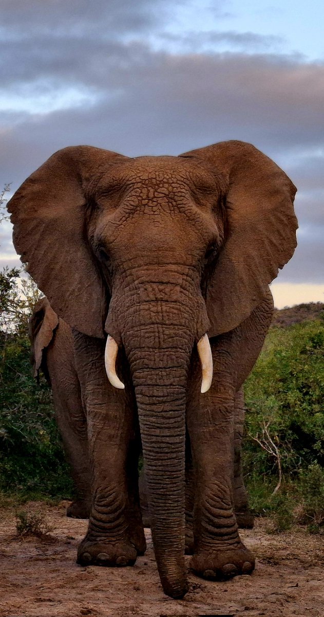 Happy with this
#elephant #wildlife #wildlifephotography