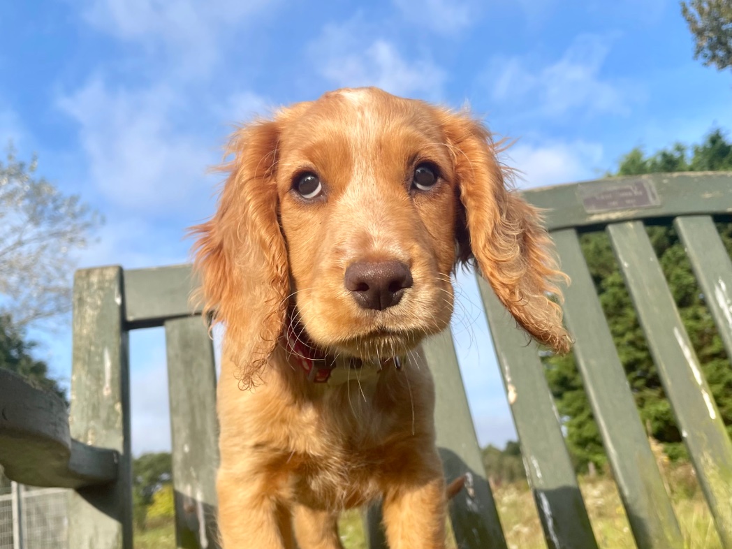 Today is #NationalDogPhotographyDay  apparently.

Who’s ready for the thousands of pics I have of Betty?!  😆😂

Betty was a very cute puppy 🐶