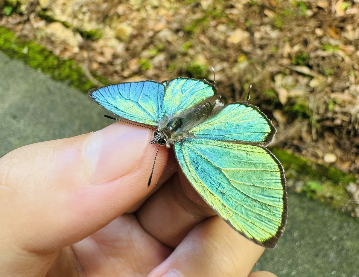 日本一の輝きを魅せるチョウ🦋

キリシマミドリシジミ