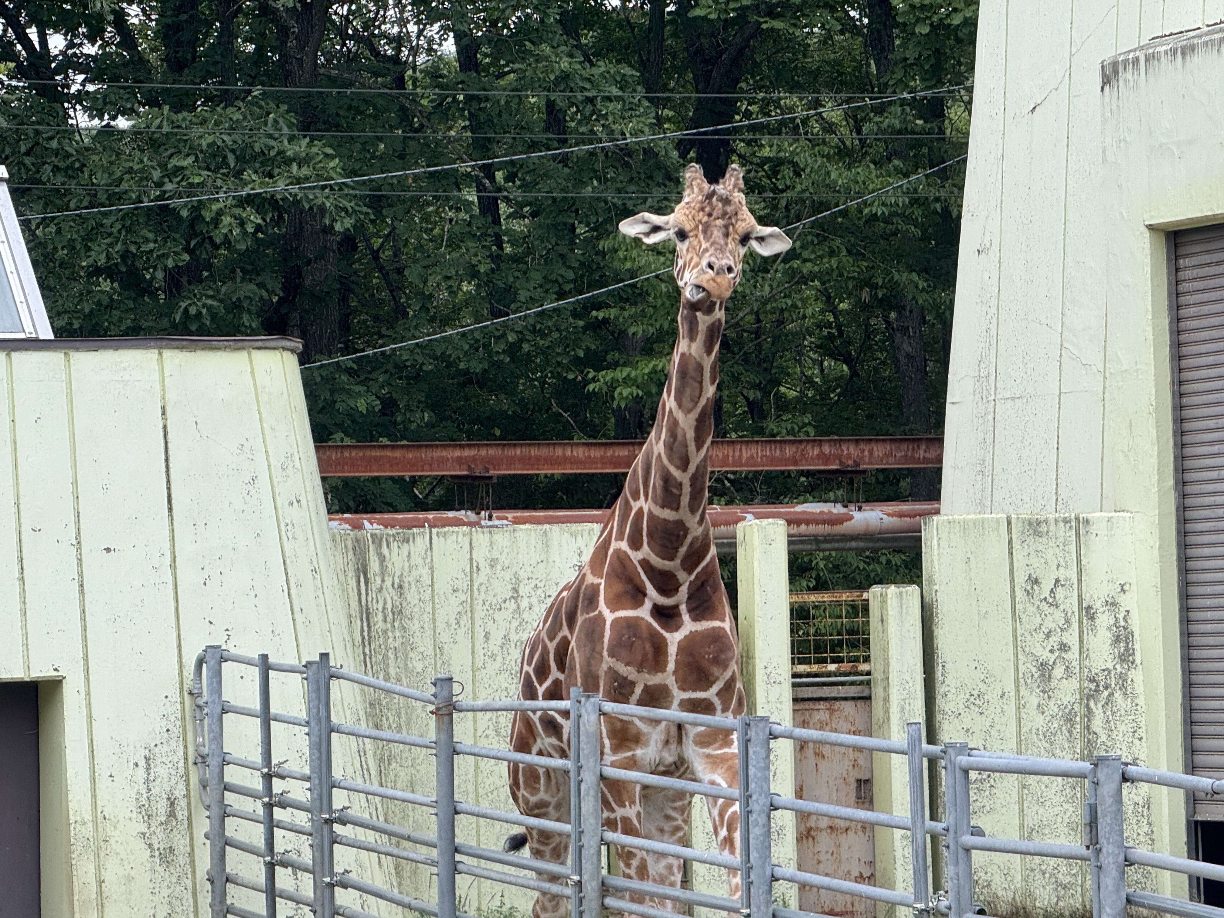 キティ 根付け 動物園限定 どうぶつえん ピンク ライオン 2007 キティ 根付け 動物園限定 どうぶつえん ピンク ライオン 2007