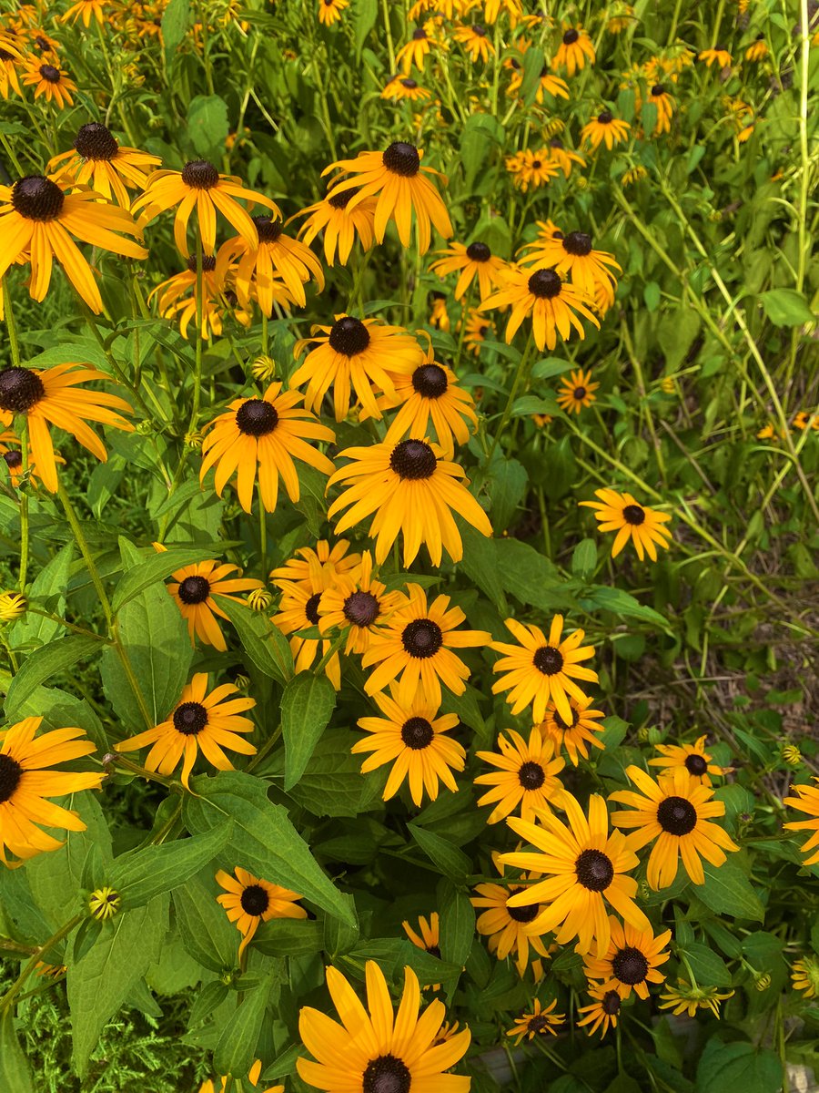 Good Saturday morning! Black-eyed Susan’s looking very happy. 
#SaturdayVibes 
#SaturdayMorning